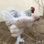 دجاج اقزام توب التوب 