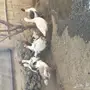 البيع وز بلدي