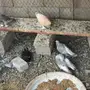 ثلاث ازواج تركي ارفلي دبل كرست . وطبه . البيع