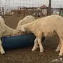 طليان ورخال حريه القنفذة