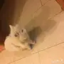 قط شيرازي للتبني 