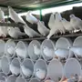 حمام لاحم ابيض سوبر جامبو