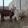 معزا جبليه