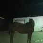 فرس للبيع  