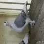 طبات ستنايت