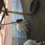 خرفان طيبه للبيع عاااجل