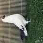 طبه هلمت 