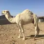 قعود عفر 