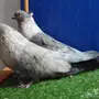 زوج ريحاني نحاسي فاخر أخوان بطن واحده