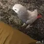 طير كاسكو هولندي