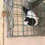 طبه سوداني امريكي