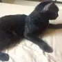 قطه تبني 