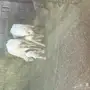 للبيع نعجتين ولد 