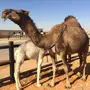 خلفه كفو كفو حمرا تحتها بكره 