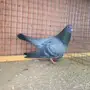 ذكور صنعاوي 