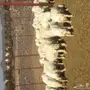 طليان حريه للبيع