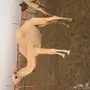 بكره مفروده للبيع
