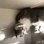 للبيع قطط ذكر و انثى في الجبيل .