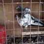 حمام باكستاني للبيع تيدي ورامبوري