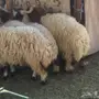 طليان ورخال للبيع 