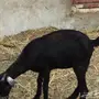 جفره بيشيه عمره 3 أشهر ونص ماشالله مقفله