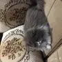 قطه للبيع