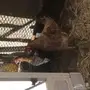 دجاج حضان للبيع الموقع بلجرشي 