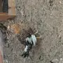 دجاج بياض الظهران