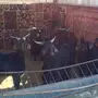 معزا دغس 