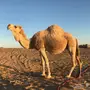 لقحه شقحا للبيع