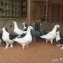 هومر و شيرازي