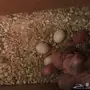 زوج بادجي معه 5 فروخ 