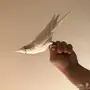 كروان البينو اليف هدد متكلم 