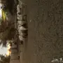 غنم للبيع 