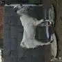 تيس للبيع