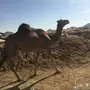 لقحه حمراء جرم ولون طيب 