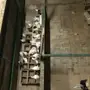 حمام فرنسي 