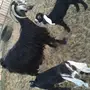 عنزين طيبات تحتهن 4 