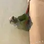 كنيور هدد 