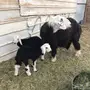 نعجه نجديه تحتها خروف ورخل