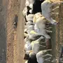غنم حريه للبيع