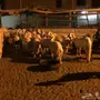  راس غنم تربيه منها الحري السواكتي للبيع