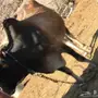 بقر للبيع مع الفحل 