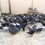 صوص دجاج بلدي عمر شهر وزيادة