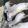 طليان حريه مع الذبح والتوصيل