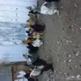 دجاج براهما