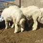 عرض 26 طلي كفووو شحم ولحم