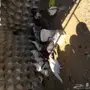 دجاج رومي