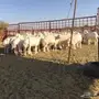 رخال حريه مقفله شحم 