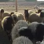 للبيع بهم